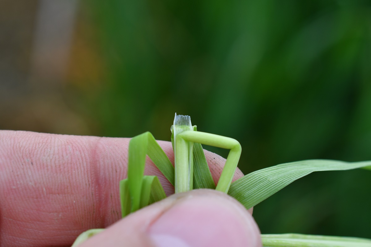 Corteva_Agriscience_parlagi_ecsetpázsit_nyelvecskéje