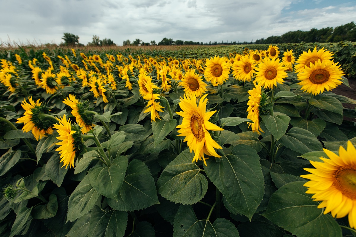 Corteva_Agriscience_Pioneer_sunflower_hybrids